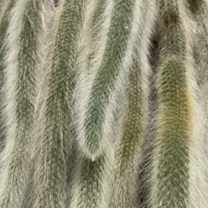 Monkey Tail Succulent Plant Live Rare Trailing Cactus, 2 Inch Pot, 1 Plant, Green