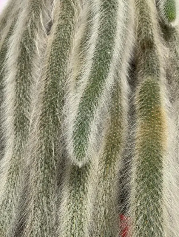 Monkey Tail Succulent Plant Live Rare Trailing Cactus, 2 Inch Pot, 1 Plant, Green
