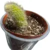 Monkey Tail Succulent Plant Live Rare Trailing Cactus, 2 Inch Pot, 1 Plant, Green