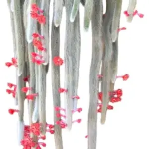 Monkey Tail Succulent Plant Live Rare Trailing Cactus 2 Inch Pot Green Houseplant