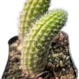 Monkey Tail Succulent Plant Live Rare Trailing Cactus 2 Inch Pot Green Houseplant