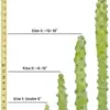 Myrtillocactus geometrizans Fukurokuryuzinboku Live Indoor Cactus, Easy Care Houseplant, 4-6 inch, Green