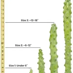 Myrtillocactus geometrizans Fukurokuryuzinboku Live Indoor Cactus, Easy Care Houseplant, 4-6 inch, Green