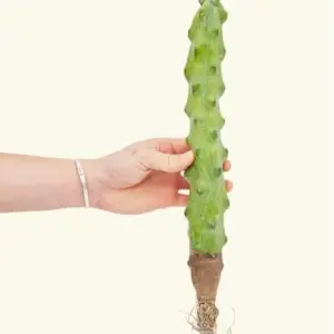 Myrtillocactus geometrizans Fukurokuryuzinboku Live Indoor Cactus, Easy Care Houseplant, 4-6 inch, Green