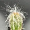 Old Man of Andes Cactus Live Plant Oreocereus Celsianus 2.5 inch Pot Green Blue Pink Succulent