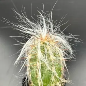 Old Man of Andes Cactus Live Plant Oreocereus Celsianus 2.5 inch Pot Green Blue Pink Succulent