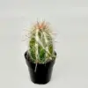 Old Man of Andes Cactus Live Plant Oreocereus Celsianus 2.5 inch Pot Green Blue Pink Succulent