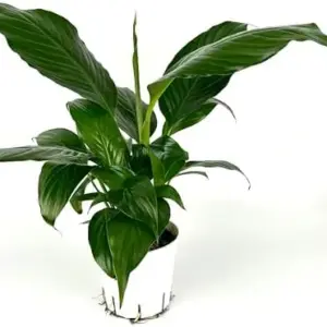 Peace Lily Houseplant Live Plant Air Purifying Indoor Decor Green 8-12in Tall
