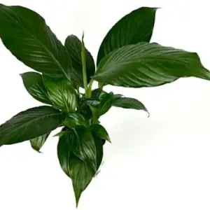 Peace Lily Houseplant Live Plant Air Purifying Indoor Decor Green 8-12in Tall