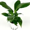 Peace Lily Houseplant Live Plant Air Purifying Indoor Decor Green 8-12in Tall