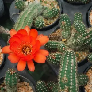 Peanut Cactus Live Plant Indoor Outdoor Succulent 2 Inch Pot Ornamental Houseplant