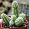 Peanut Cactus Live Plant Indoor Outdoor Succulent 2 Inch Pot Ornamental Houseplant