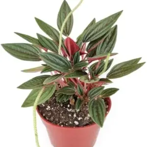 Peperomia Rosso Plant 4 inch Indoor Houseplant Live Easy Care Plant Minimalist Pot