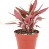 Peperomia Rosso Plant 4 inch Indoor Houseplant Live Easy Care Plant Minimalist Pot
