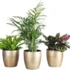 Pet Friendly Indoor Houseplants Live Plants Safe for Pets 4