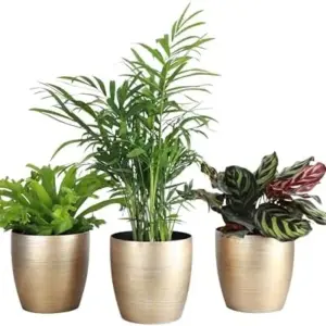 Pet Friendly Indoor Houseplants Live Plants Safe for Pets 4" Pot 3-Pack Gold