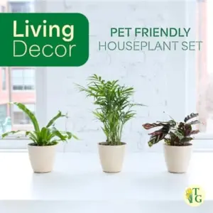 Pet Friendly Indoor Houseplants Live Plants Safe for Pets 4" Pot 3-Pack Gold