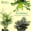 Pet Friendly Indoor Houseplants Live Plants Safe for Pets 4