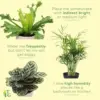 Pet Friendly Indoor Houseplants Live Plants Safe for Pets 4