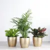 Pet Friendly Indoor Houseplants Live Plants Safe for Pets 4