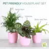 Pet Friendly Indoor Houseplants Live Plants Safe for Pets 4