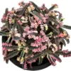 Pink Butterflies Kalanchoe Live Succulent Plant Variegated Mother of Thousands 2 Inch Pot Rare