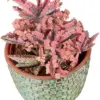 Pink Butterflies Kalanchoe Live Succulent Plant Variegated Mother of Thousands 2 Inch Pot Rare