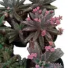 Pink Butterflies Kalanchoe Live Succulent Plant Variegated Mother of Thousands 2 Inch Pot Rare