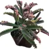 Pink Butterflies Kalanchoe Live Succulent Plant Variegated Mother of Thousands 2 Inch Pot Rare