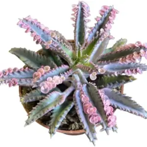 Pink Butterfly Kalanchoe Plant Live Succulent, Variegated Mother of Thousands, 2 Inch Pot