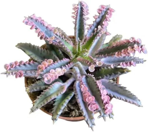 Pink Butterfly Kalanchoe Plant Live Succulent, Variegated Mother of Thousands, 2 Inch Pot