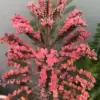 Pink Butterfly Kalanchoe Plant Live Succulent, Variegated Mother of Thousands, 2 Inch Pot