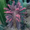 Pink Butterfly Kalanchoe Plant Live Succulent, Variegated Mother of Thousands, 2 Inch Pot