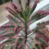 Pink Butterfly Kalanchoe Plant Live Succulent, Variegated Mother of Thousands, 2 Inch Pot