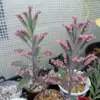 Pink Butterfly Kalanchoe Plant Live Succulent, Variegated Mother of Thousands, 2 Inch Pot