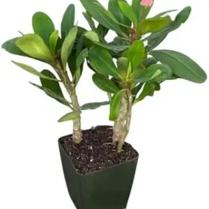 Pink Crown of Thorns Live Plant, 4 Inch Pot, Indoor Succulent, Low Maintenance