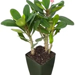 Pink Crown of Thorns Live Plant, 4 Inch Pot, Indoor Succulent, Low Maintenance
