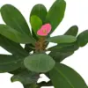 Pink Crown of Thorns Live Plant, 4 Inch Pot, Indoor Succulent, Low Maintenance