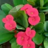 Pink Crown of Thorns Live Plant Euphorbia Cactus Houseplant 2 Inch Pot