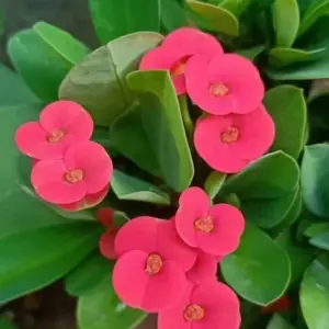 Pink Crown of Thorns Live Plant Euphorbia Cactus Houseplant 2 Inch Pot