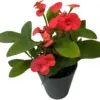 Pink Crown of Thorns Live Plant Euphorbia Cactus Houseplant 2 Inch Pot