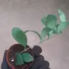 Purple Lipstick Plant Trailing Aeschynanthus 2 Inch Pot Live Plant for Home Garden