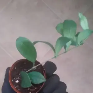 Purple Lipstick Plant Trailing Aeschynanthus 2 Inch Pot Live Plant for Home Garden
