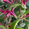 Purple Lipstick Plant Trailing Aeschynanthus 2 Inch Pot Live Plant for Home Garden