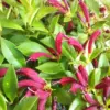 Purple Lipstick Plant Trailing Aeschynanthus 2 Inch Pot Live Plant for Home Garden