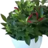 Purple Lipstick Plant Trailing Aeschynanthus 2 Inch Pot Live Plant for Home Garden
