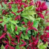 Purple Lipstick Plant Trailing Aeschynanthus 2 Inch Pot Live Plant for Home Garden