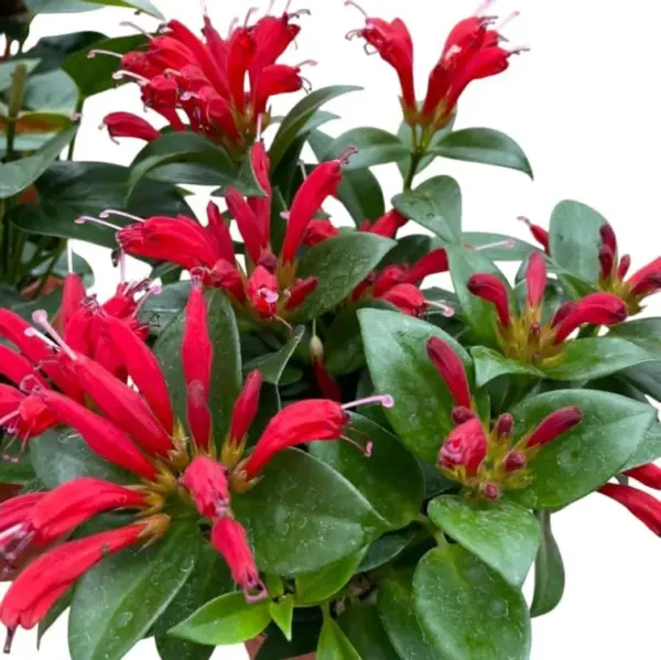 Purple Star Lipstick Plant Live Trailing Vine, Aeschynanthus Flowers, 4 Inch Pot, Houseplant