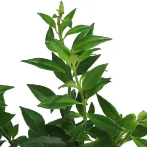 Purple Star Lipstick Plant Live Trailing Vine, Aeschynanthus Flowers, 4 Inch Pot, Houseplant
