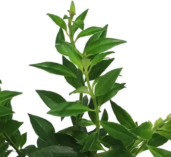 Purple Star Lipstick Plant Live Trailing Vine, Aeschynanthus Flowers, 4 Inch Pot, Houseplant